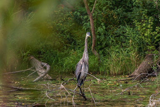 A heron stands amidst shallow water in a lush, green wetland environment. Surrounding it are layers of foliage and trees, with fallen branches scattered in the water. The scene is calm and natural, capturing the essence of a peaceful wildlife habitat.