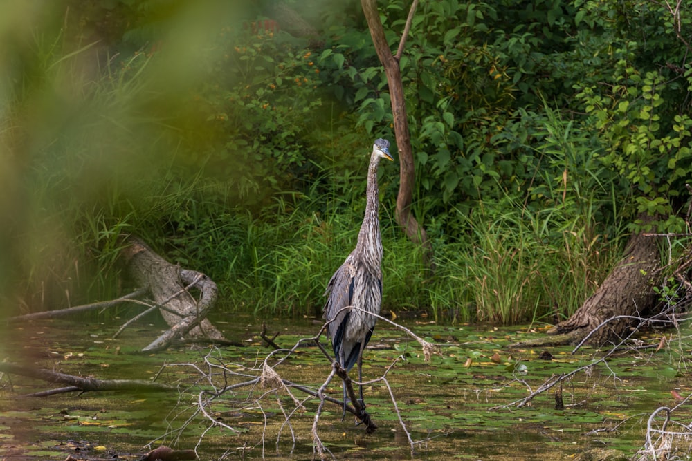 a large bird standing in the middle of a swamp