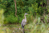 A heron standing gracefully by the water's edge among lush chinampa vegetation.