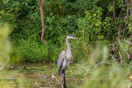 A heron standing gracefully by the water's edge among lush chinampa vegetation.