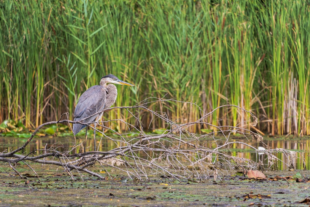 a bird is sitting on a branch in the water