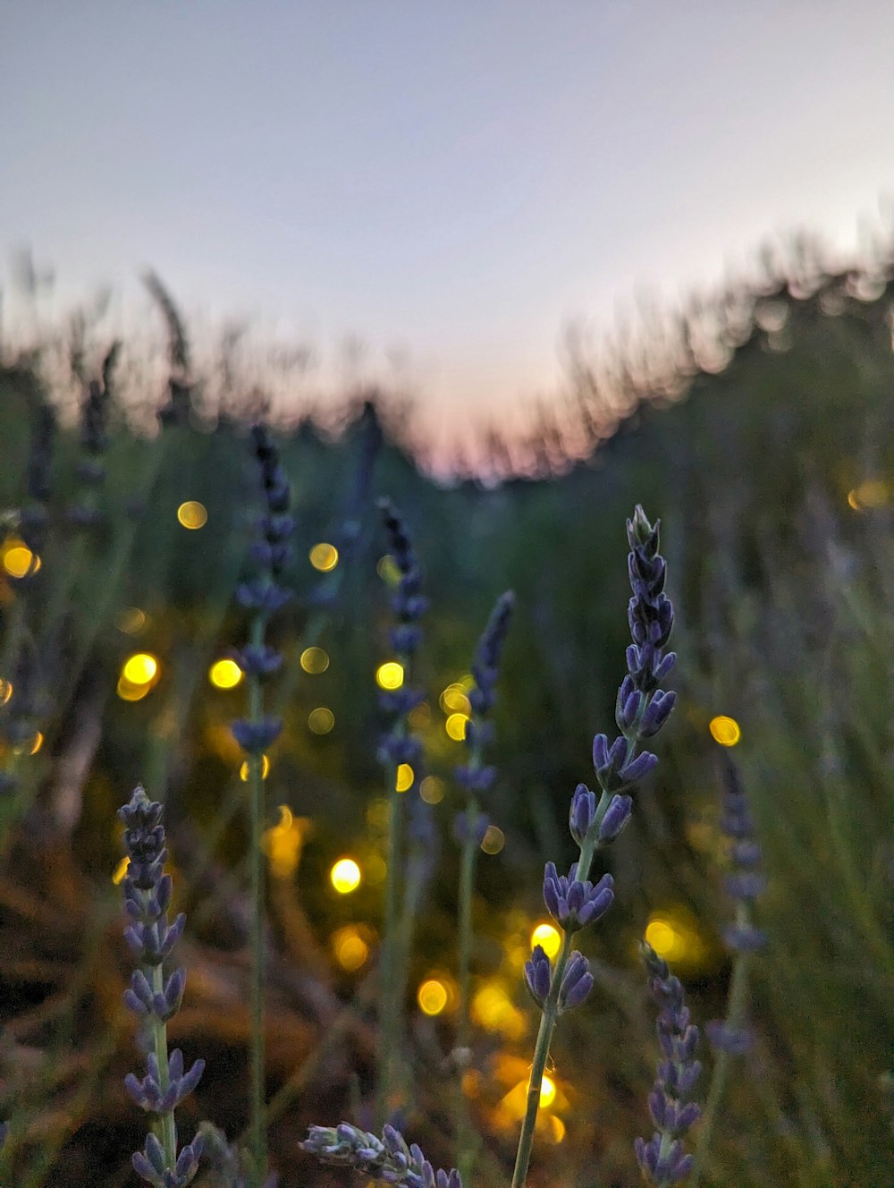 a field full of purple flowers with lights in the background