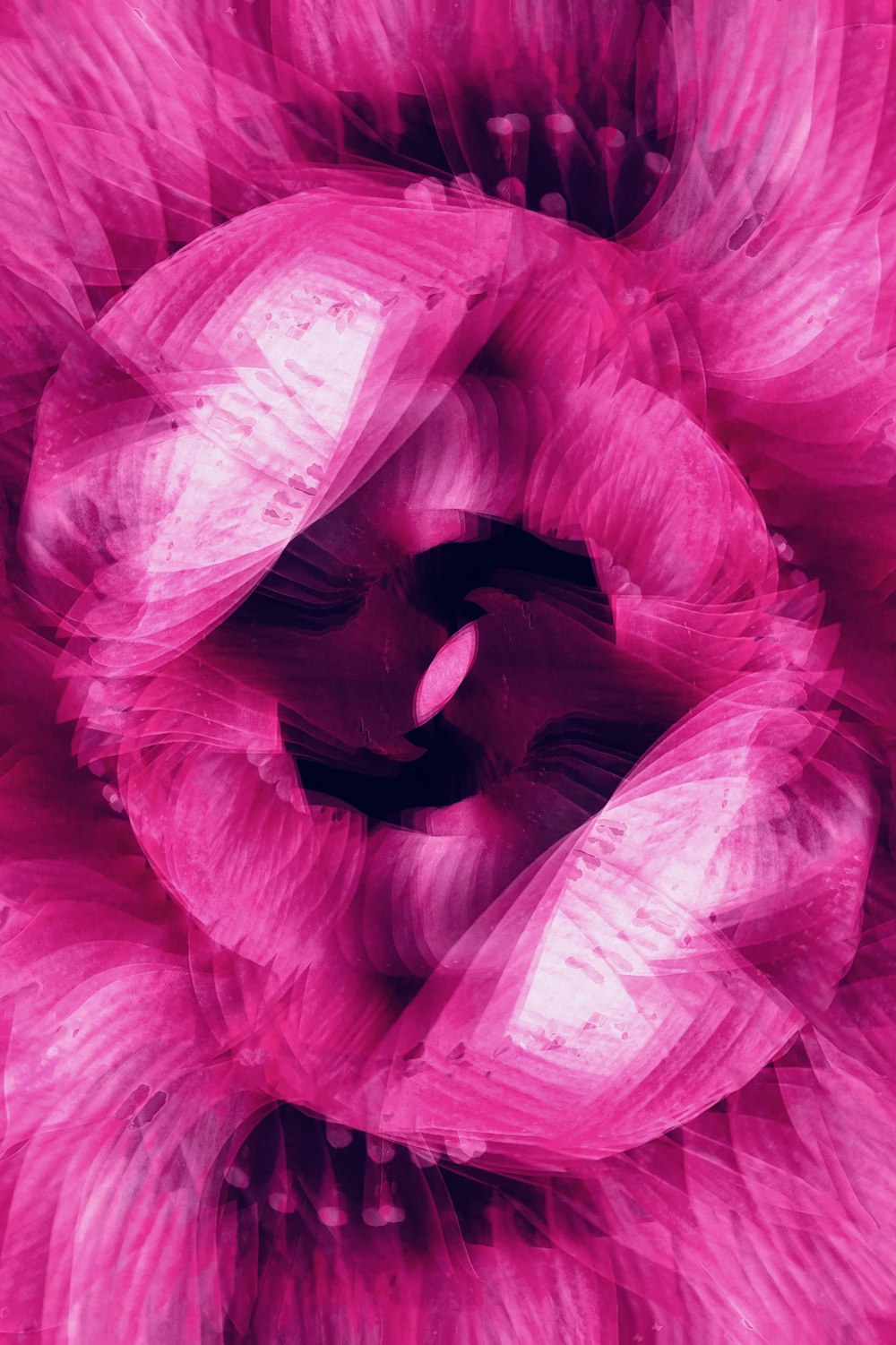 a close up of a pink flower with lots of petals