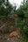 Two orange cats are in a natural outdoor setting surrounded by green pine trees and dense foliage. One cat is in the foreground sniffing the ground, while the other is in the background walking up a small hill. The scene is earthy and lush with natural light filtering through the trees.