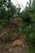 Two orange cats are in a natural outdoor setting surrounded by green pine trees and dense foliage. One cat is in the foreground sniffing the ground, while the other is in the background walking up a small hill. The scene is earthy and lush with natural light filtering through the trees.