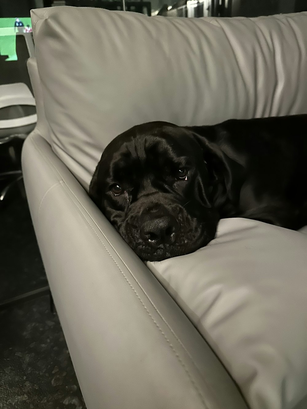 a large black dog laying on top of a white couch