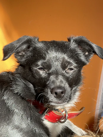 Boris the Russian Black Terrier lounging on a sunny windowsill with his shiny black coat glowing.