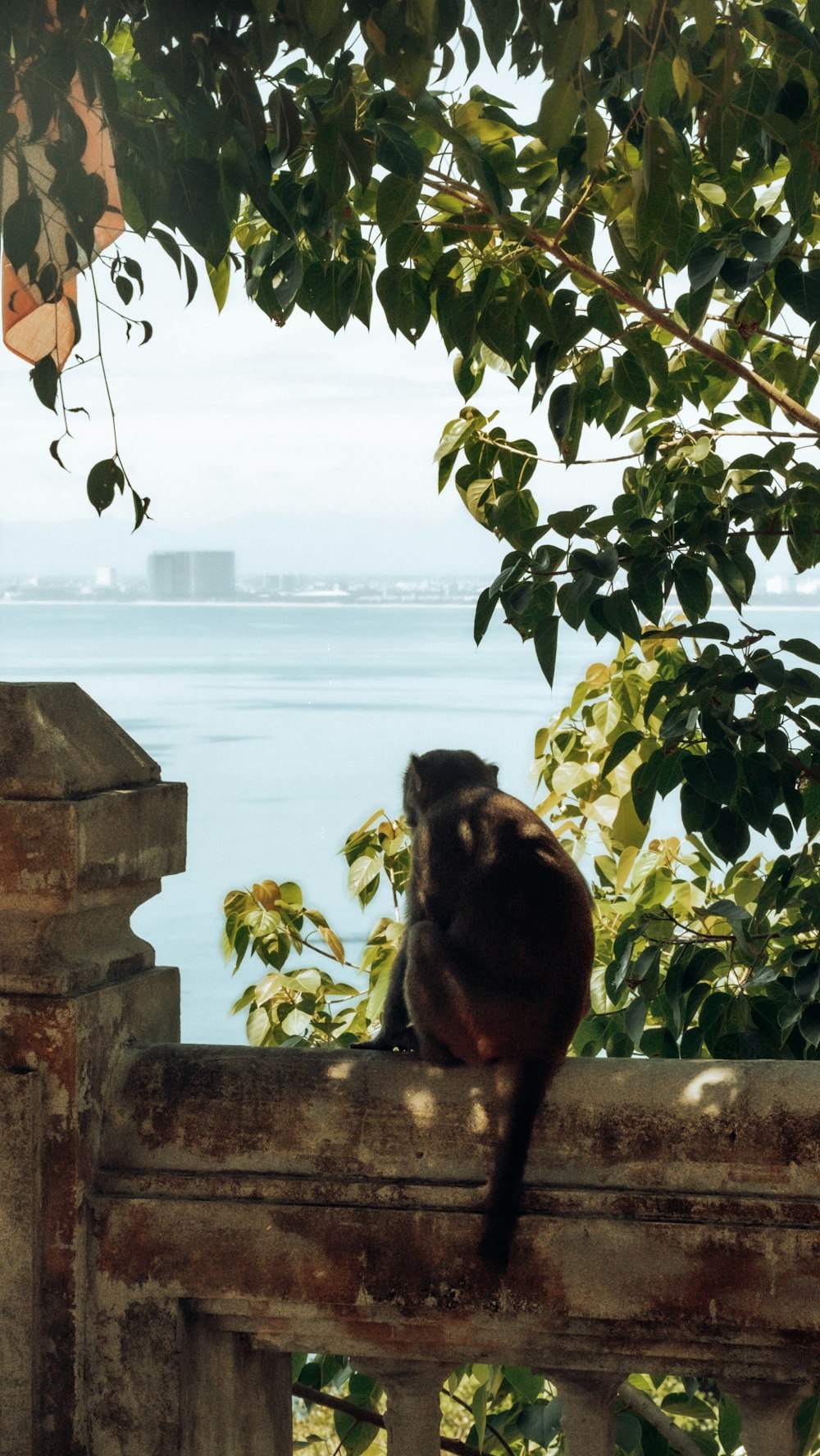 a monkey sitting on a fence looking out over the water