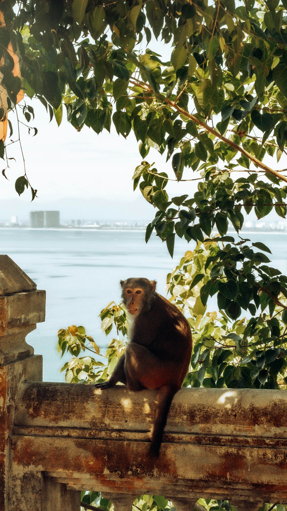 a monkey sitting on a fence looking out over the water