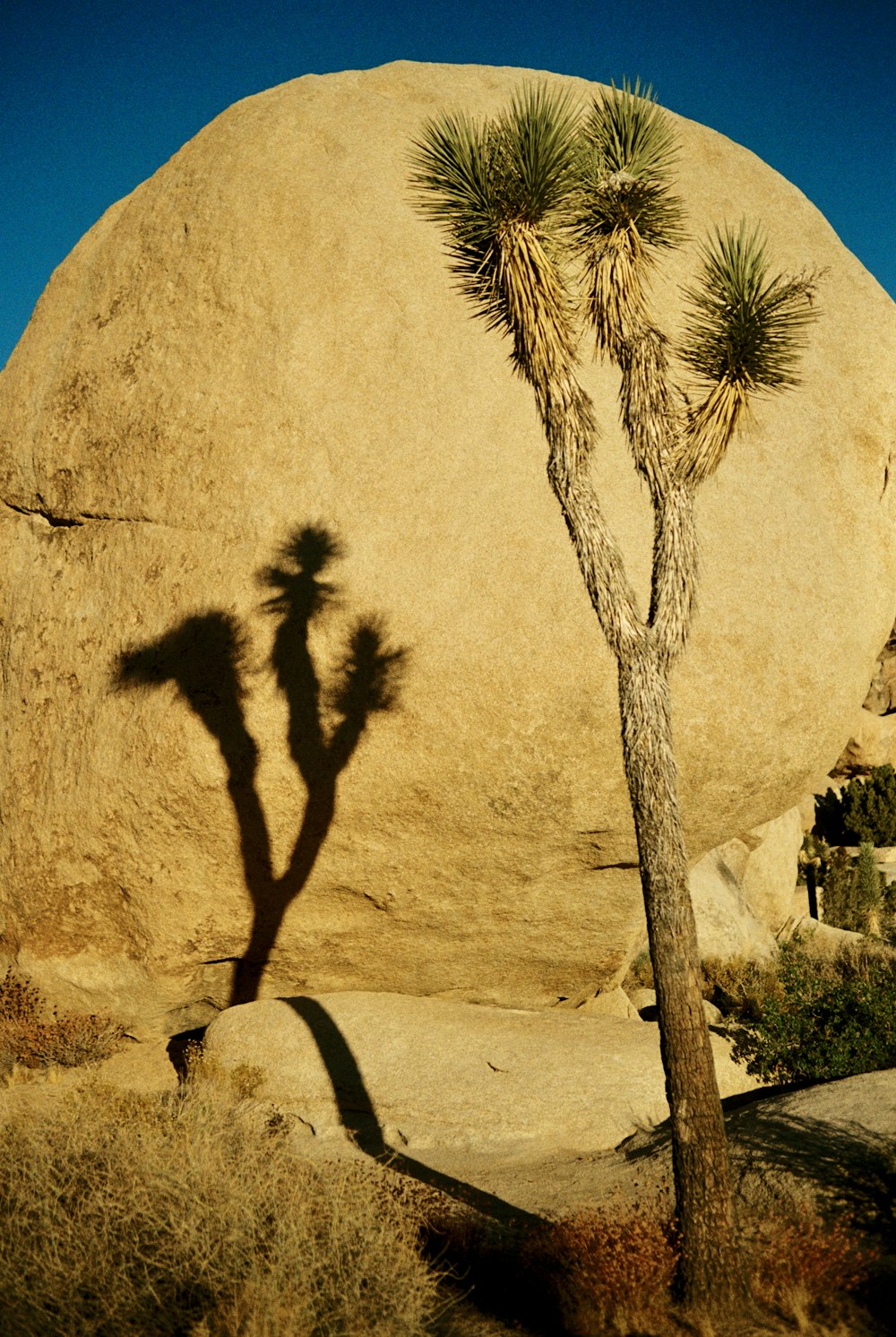 a lone tree casts a shadow on a rock