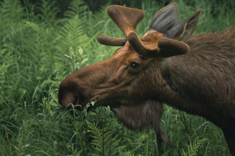 a moose is eating grass in a field