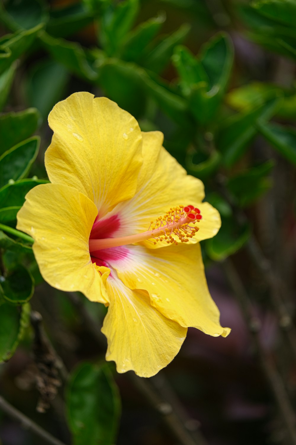 a bright yellow flower with a red center