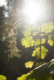Sunlight filtering through dense forest leaves creating a magical atmosphere.