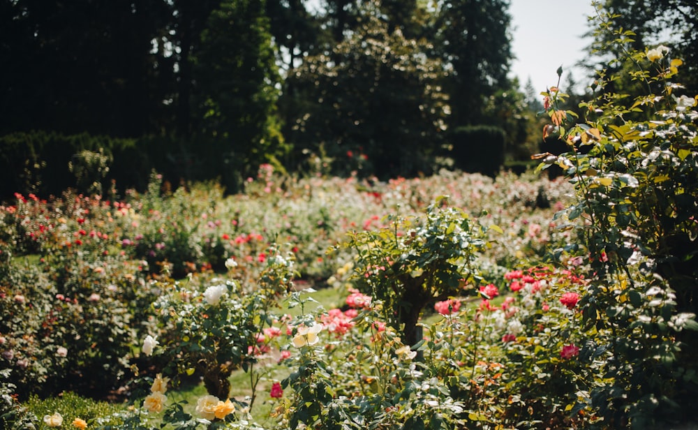 a garden filled with lots of flowers and trees