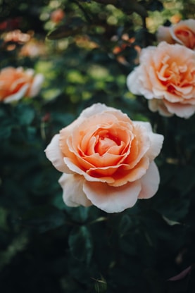 a group of peach colored roses in a garden