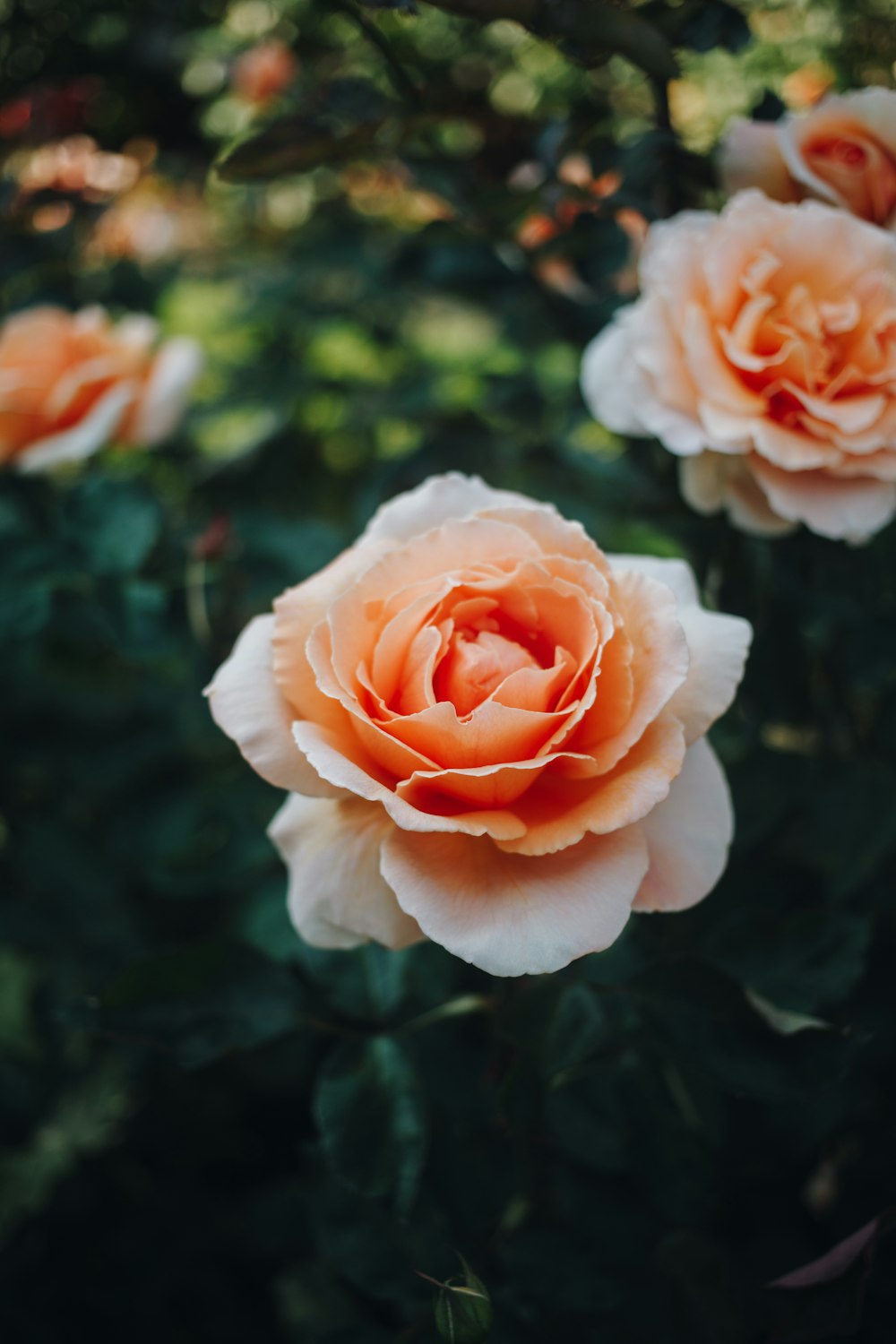 a group of peach colored roses in a garden