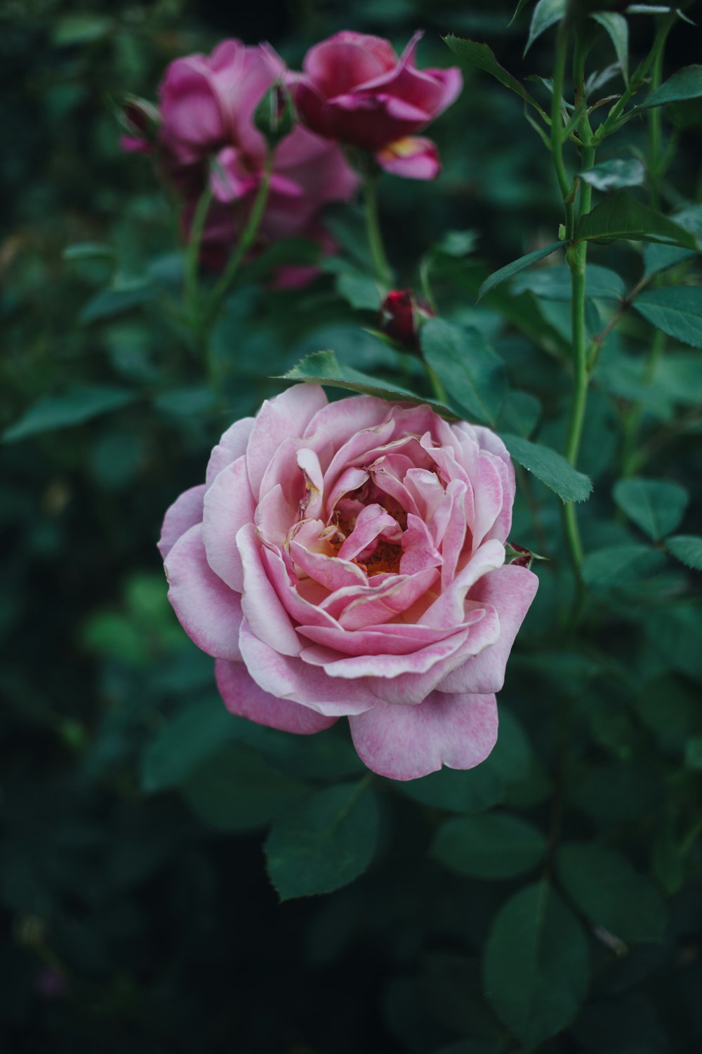 a pink rose is blooming in a garden