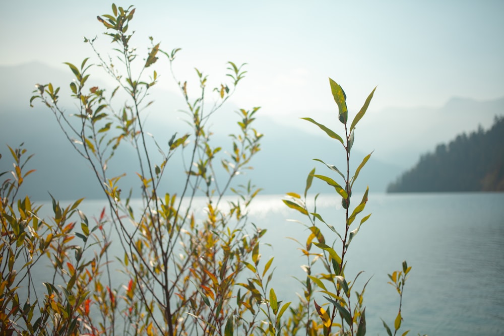 a view of a body of water with trees in the foreground