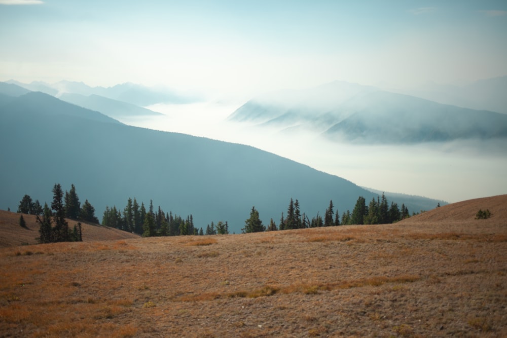 a grassy field with trees and mountains in the background