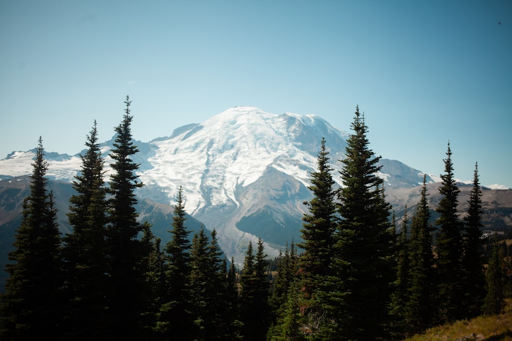 a snow covered mountain surrounded by pine trees