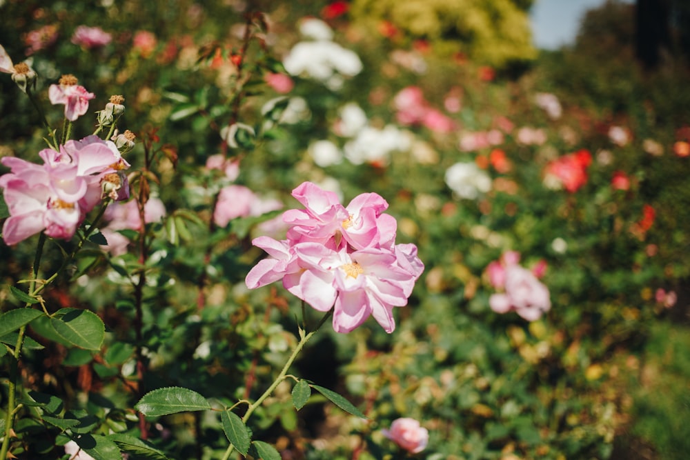un campo pieno di fiori rosa e bianchi