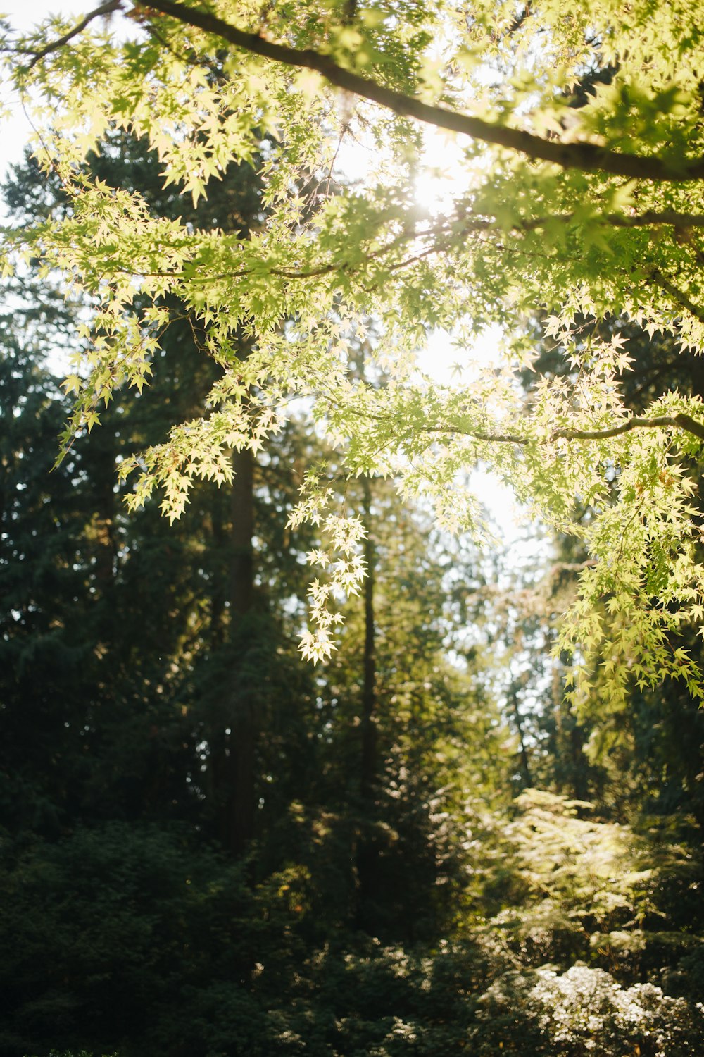 the sun is shining through the trees in the forest