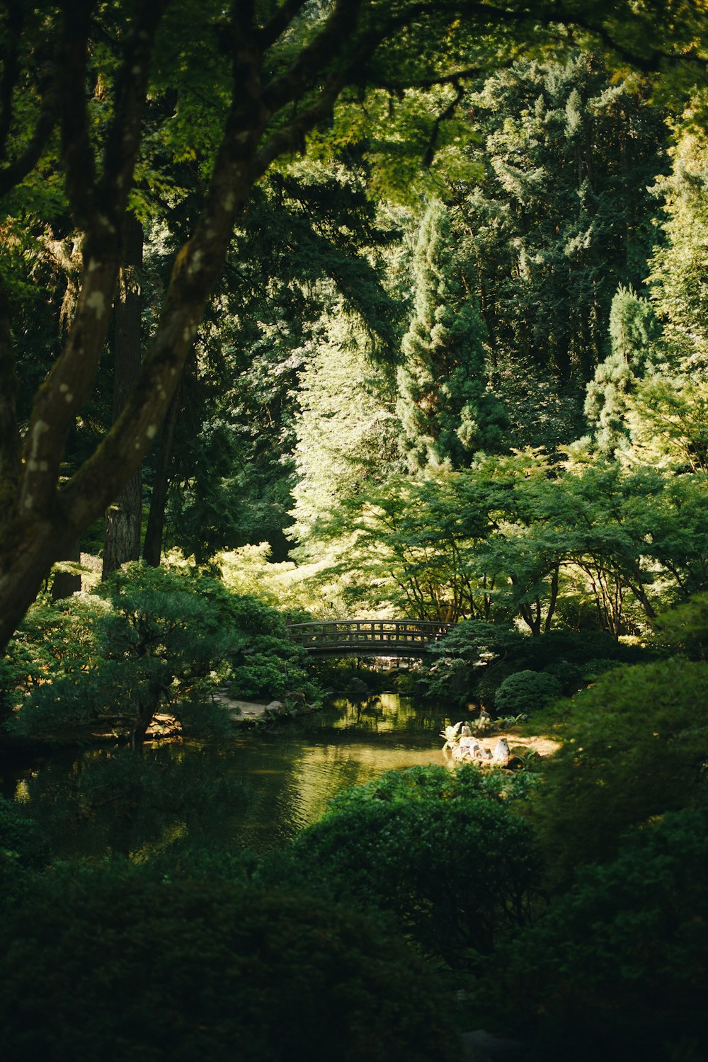a pond surrounded by trees and a bridge