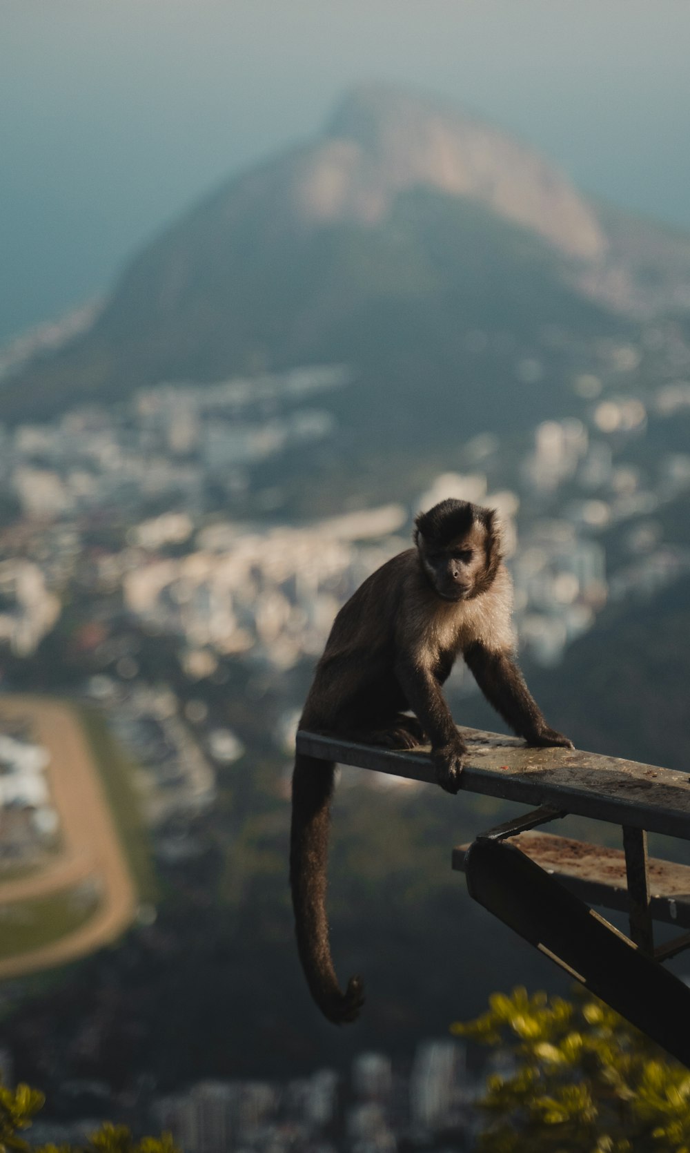 a monkey sitting on top of a wooden rail