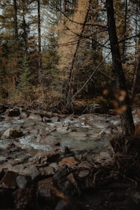 A dense wooded lot with mature trees and a small creek running through it.