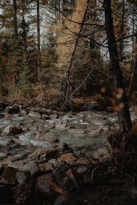 A dense wooded lot with mature trees and a small creek running through it.