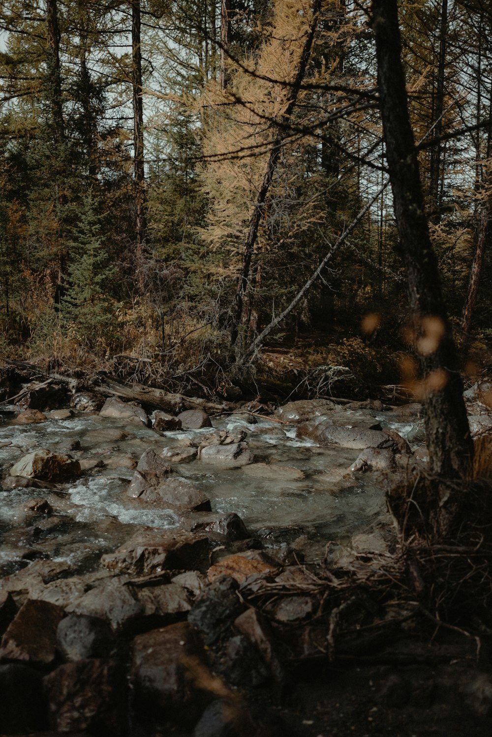 a river running through a forest filled with lots of rocks