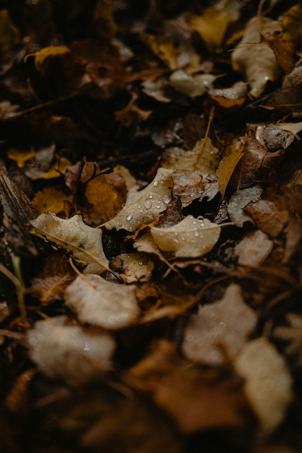 a close up of leaves on the ground