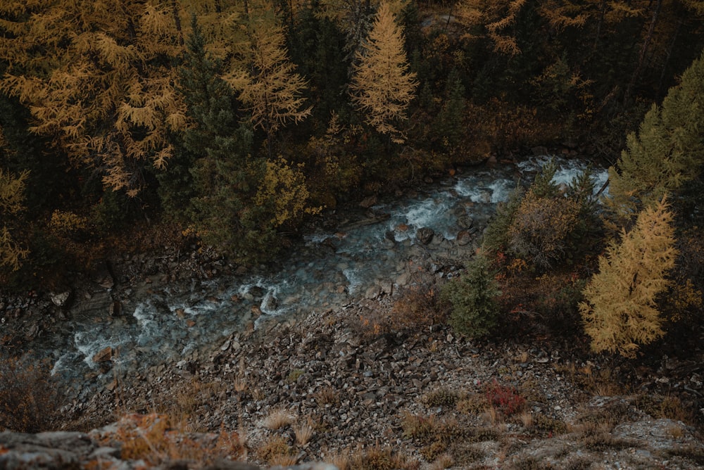 a river running through a forest filled with lots of trees