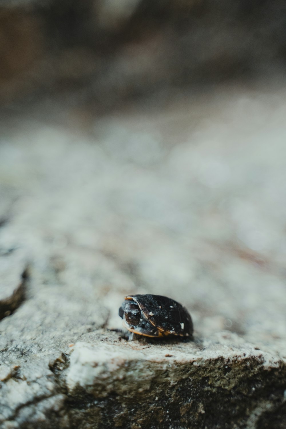 a bug crawling on a rock in the woods