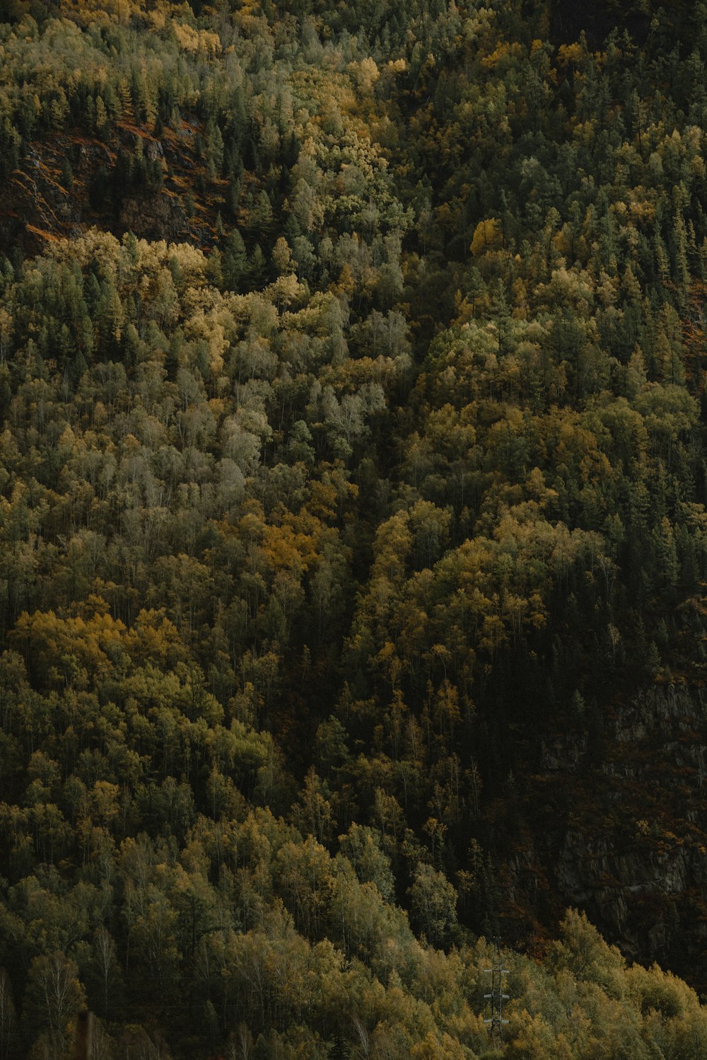 Una foresta piena di molti alberi verdi