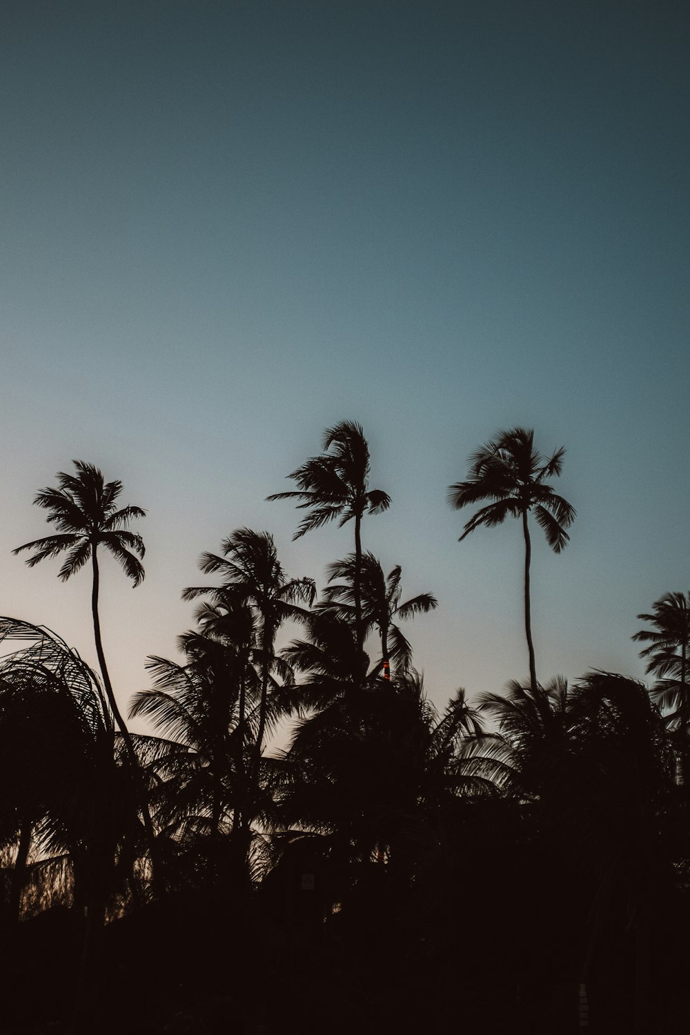 the silhouette of palm trees against a blue sky