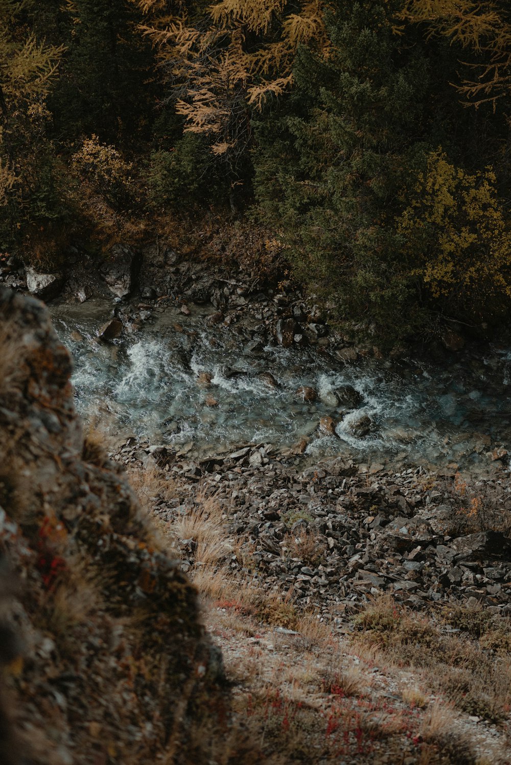 a stream running through a forest filled with trees