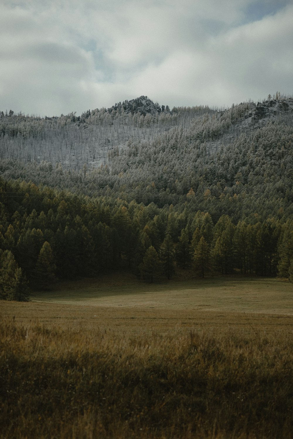 a grassy field with a mountain in the background