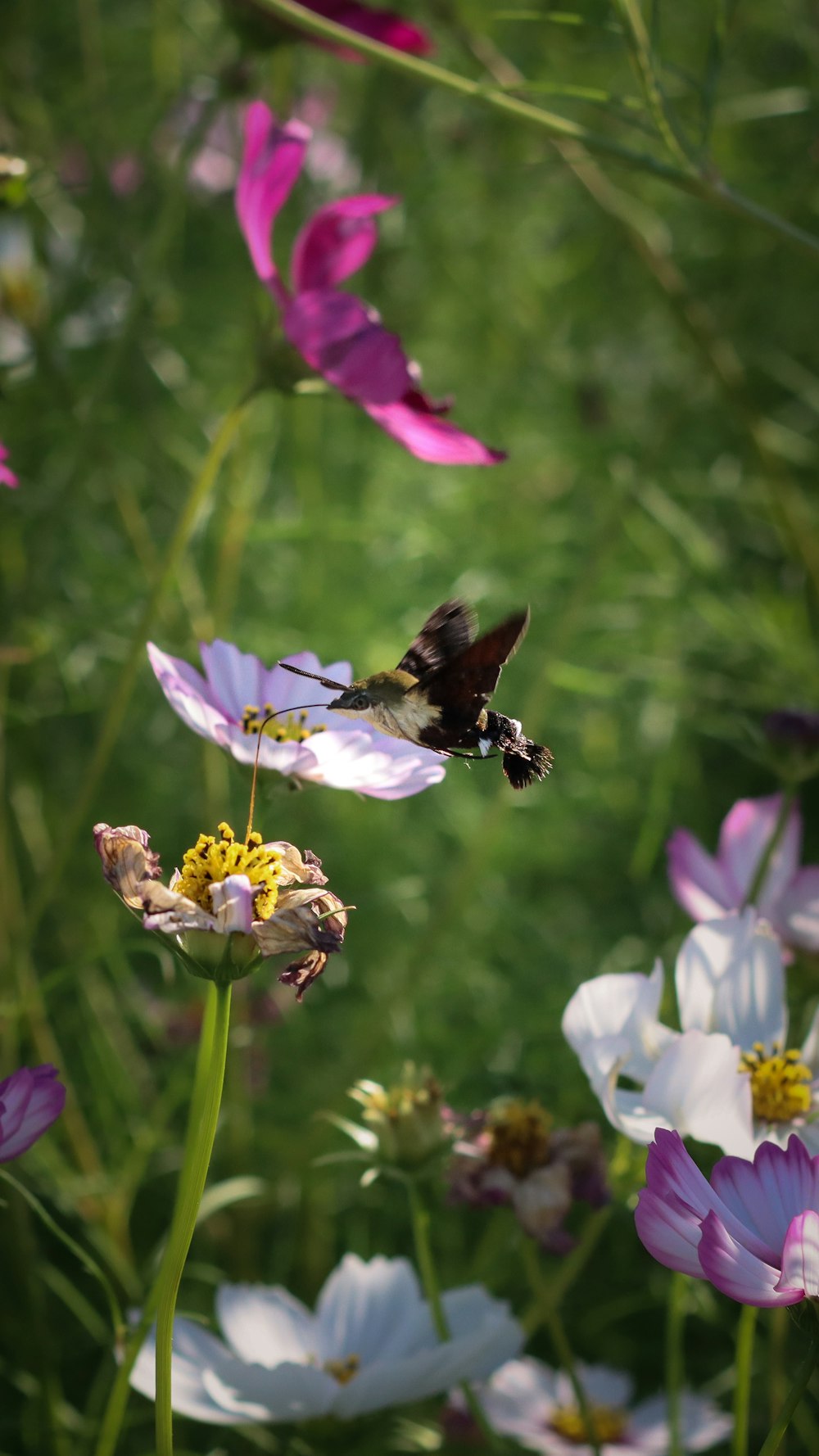 a hummingbird flying over a field of pink and white flowers