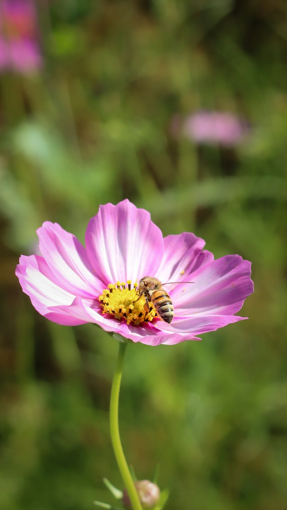 a pink flower with a bee on it