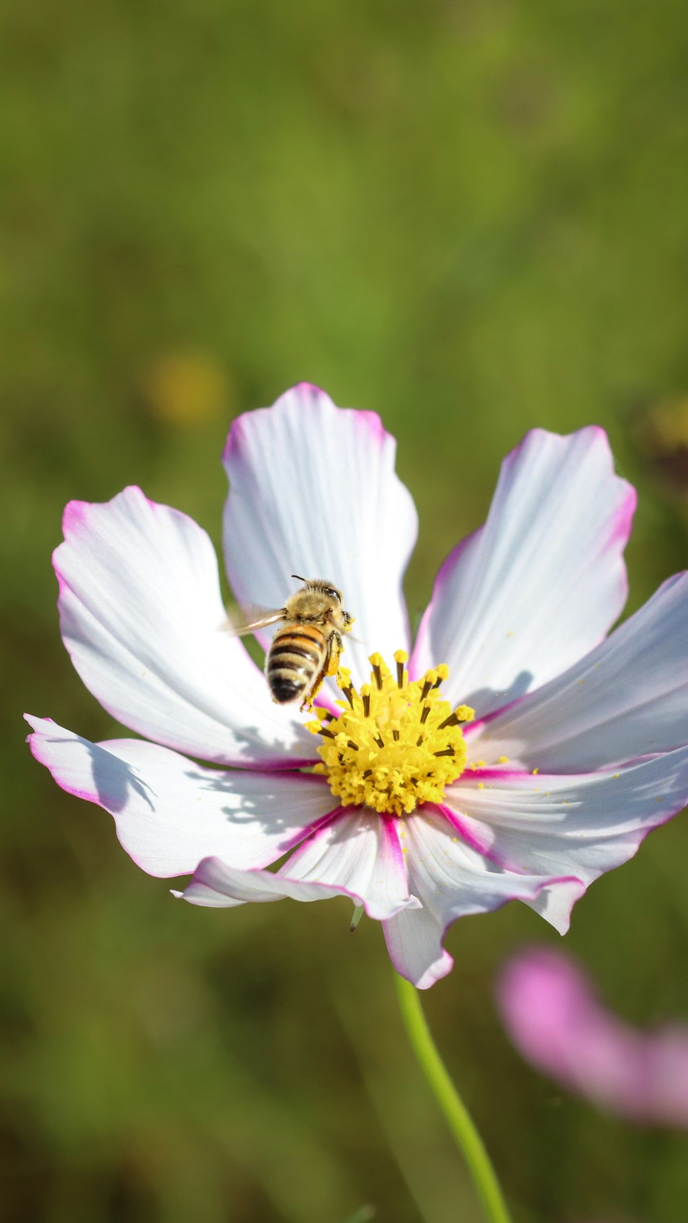 a bee is sitting on a white flower