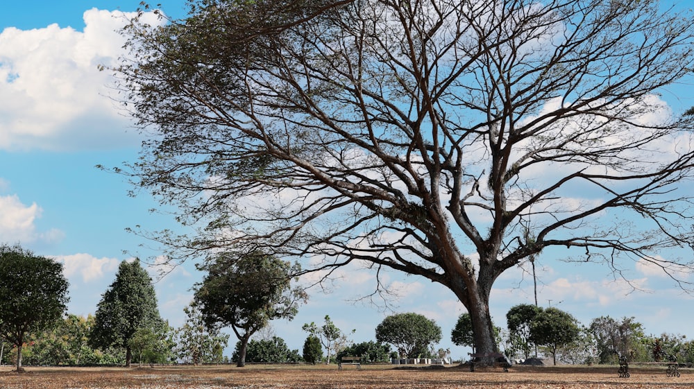 a large tree with no leaves in the middle of a field