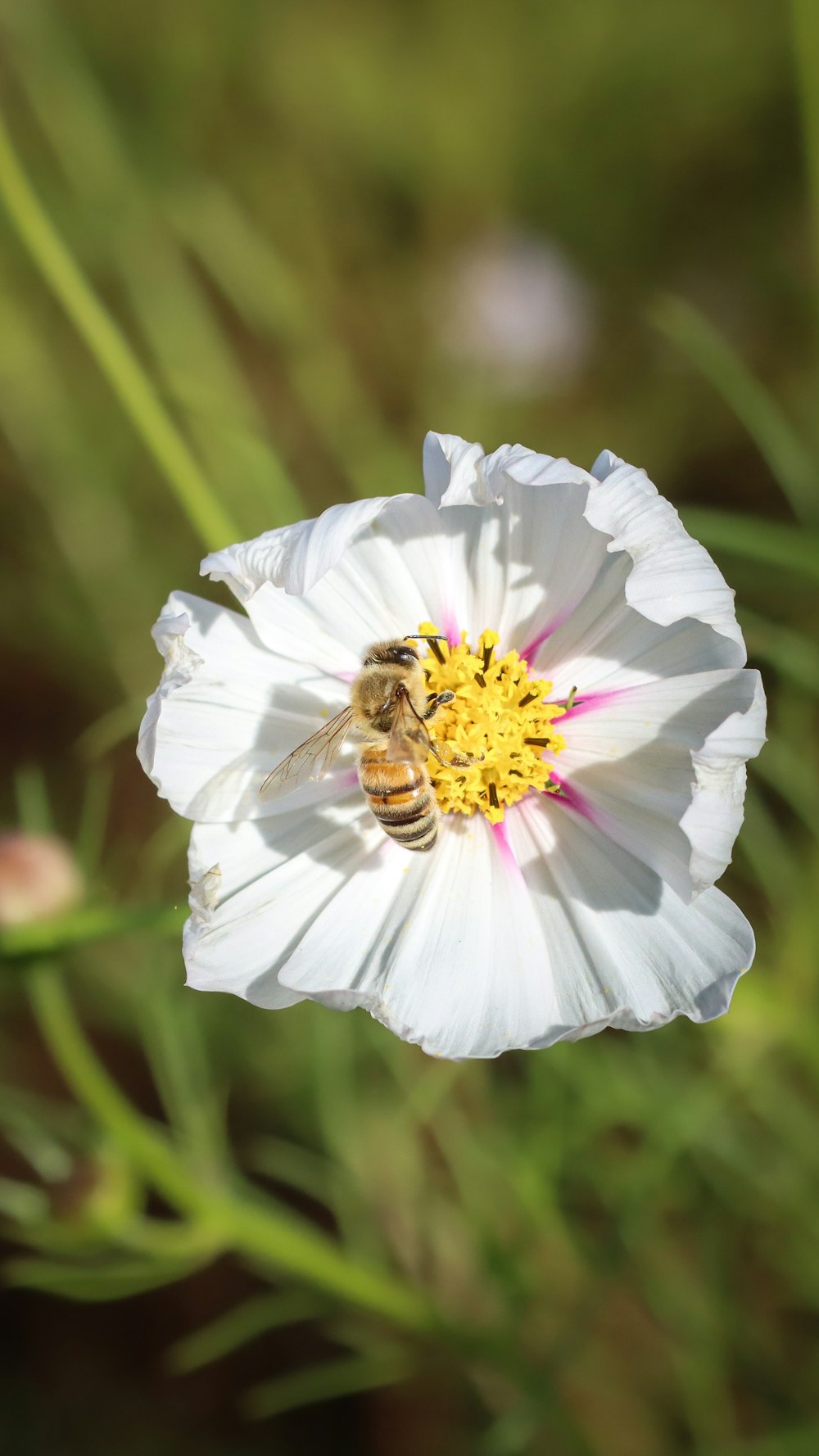 a white flower with a bee on it