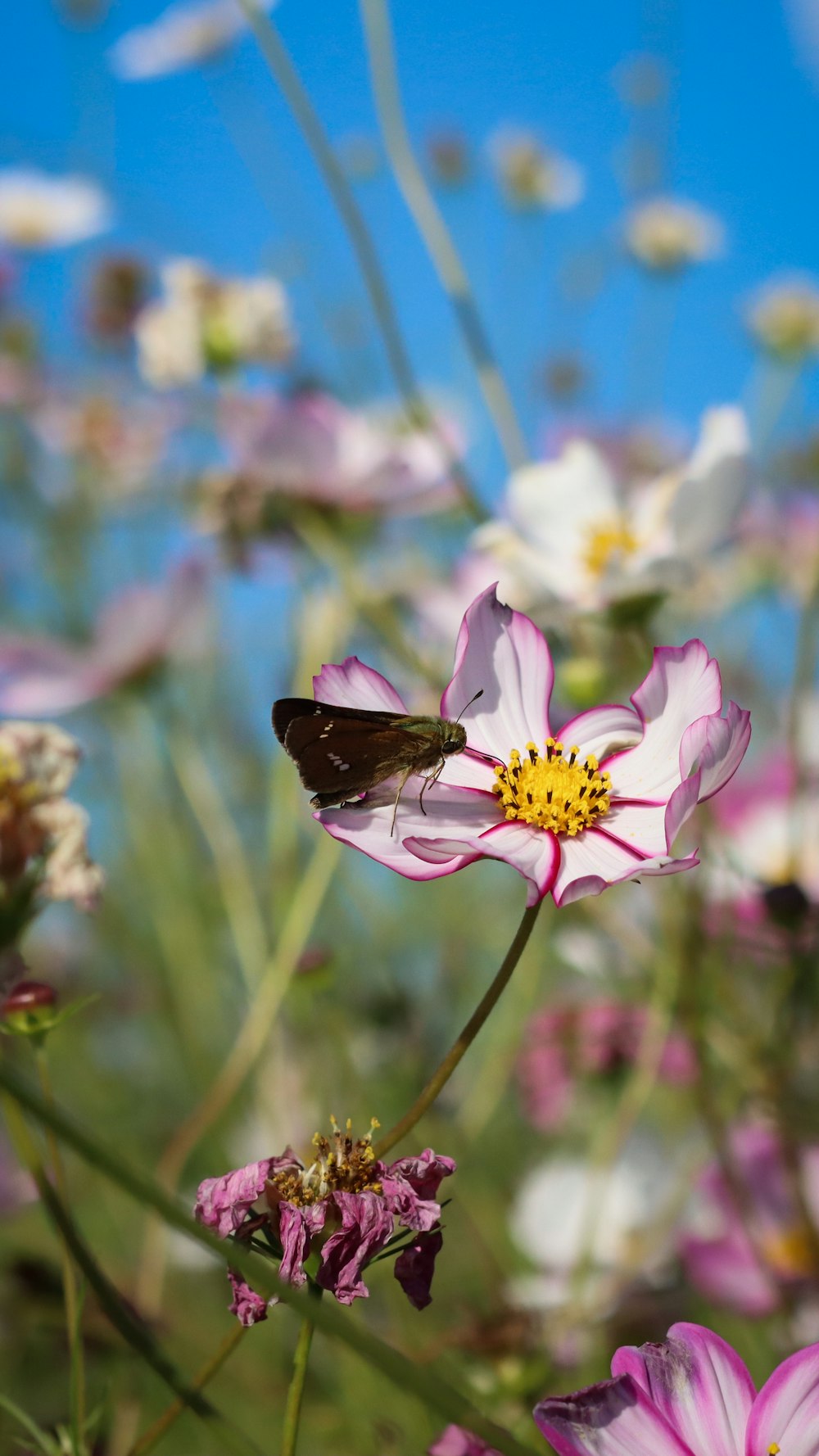 a butterfly sitting on a flower in a field