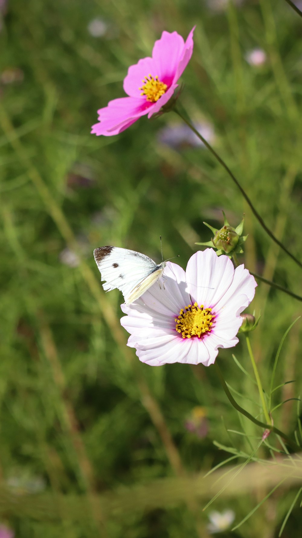 a white butterfly sitting on top of a pink flower