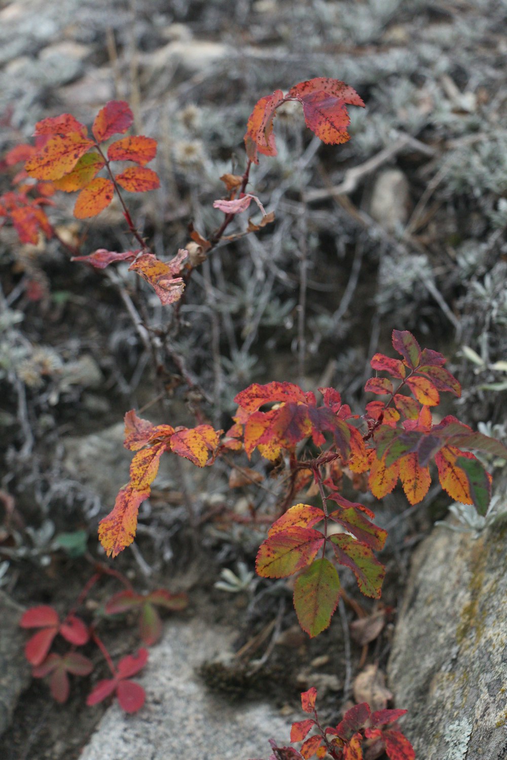 a close up of a plant on a rock