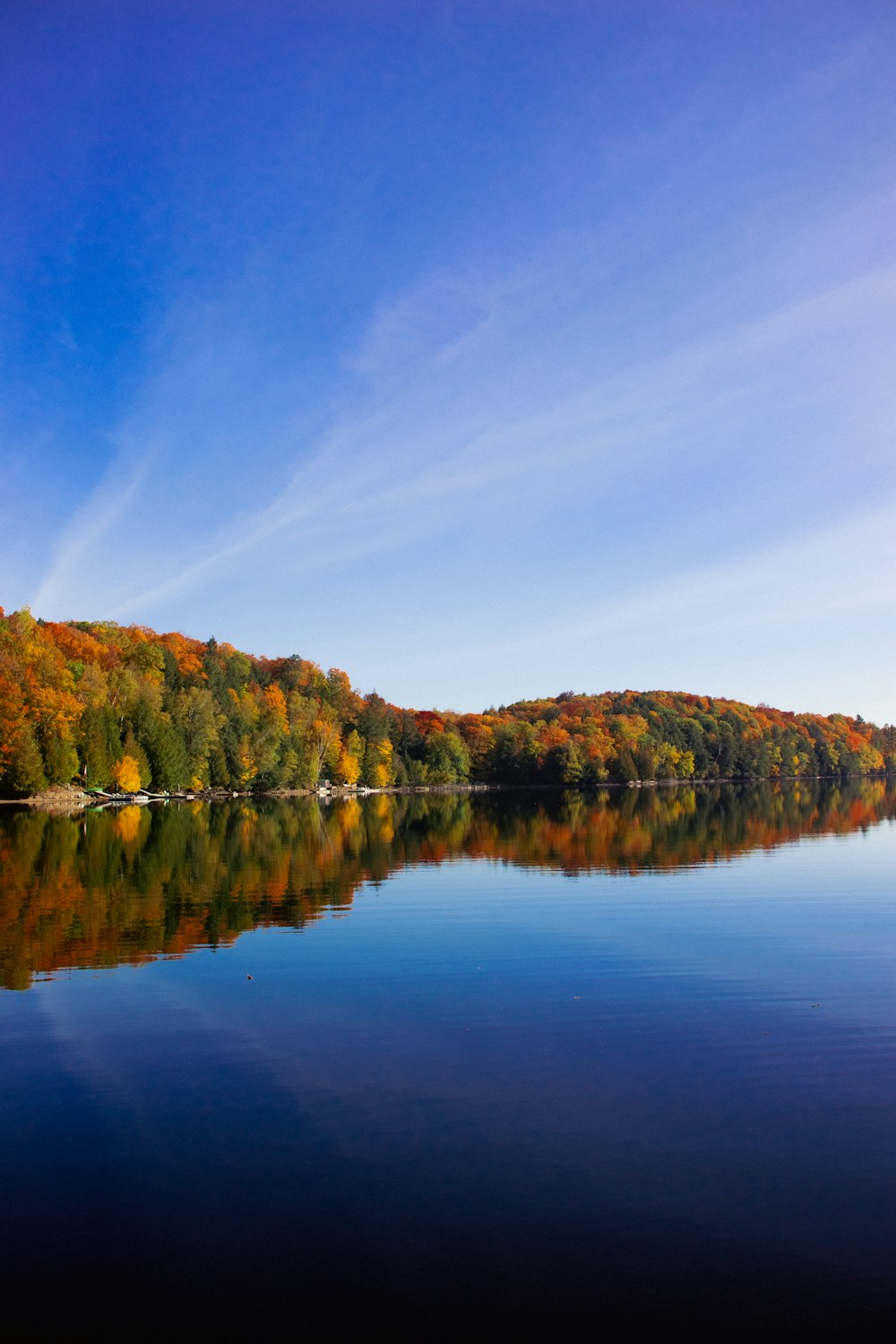 a body of water surrounded by a forest