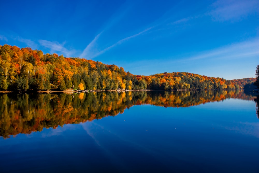 a body of water surrounded by lots of trees