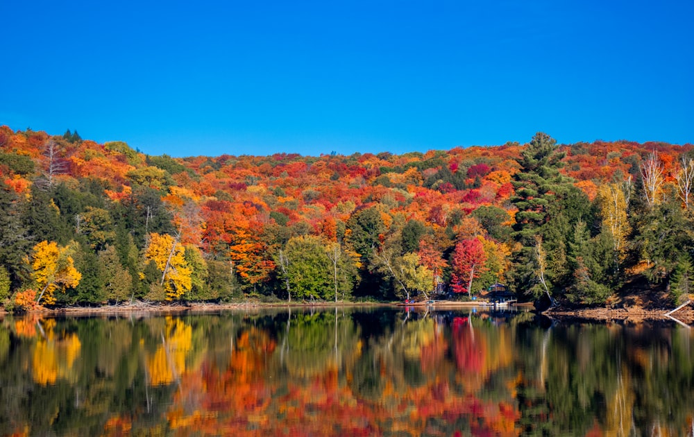 a body of water surrounded by lots of trees