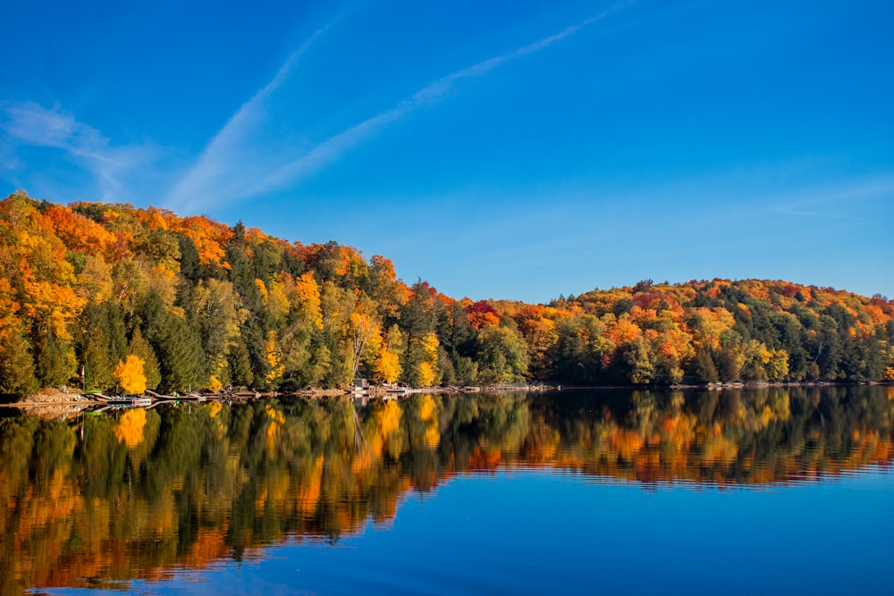 a body of water surrounded by lots of trees